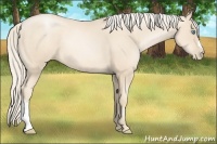 Horse Color:Gold Cream Champagne Pearl 
