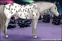 Horse Color:Liver Chestnut Frame Appaloosa