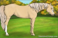 Horse Color:Palomino 