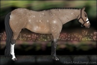Horse Color:Bay Dun