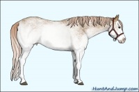 Horse Color:White Spotted Palomino Splash Rabicano 