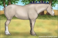 Horse Color:Chocolate Palomino Roan Pearl 