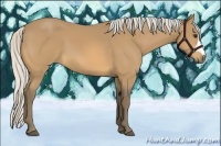 Horse Color:Silver Buckskin 