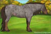 Horse Color:Liver Red Roan 