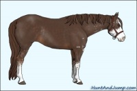 Horse Color:Liver Chestnut Sabino Rabicano 