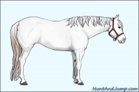 Horse Color:White Spotted Smoky Black Sabino Splash Appaloosa