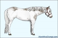 Horse Color:Silver Smoky Black Sabino Splash Frame