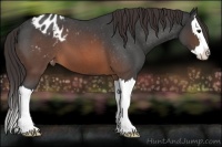 Horse Color:Brown Roan Splash Appaloosa