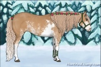 Horse Color:Chestnut Sabino