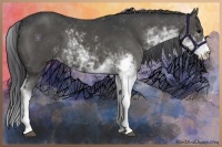 Horse Color:Black Sabino