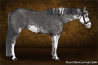 Horse Color:Black Sabino