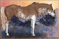 Horse Color:Chestnut Sabino 