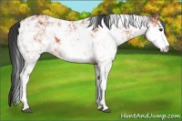 Horse Color:Bay Sabino 