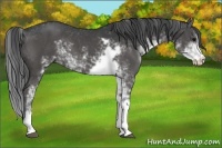 Horse Color:Black Sabino