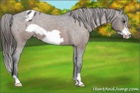 Horse Color:Bay Frame Appaloosa
