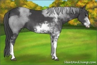 Horse Color:Black Sabino 