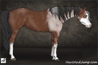 Horse Color:Bay Sabino 