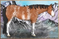 Horse Color:White Spotted Bay 