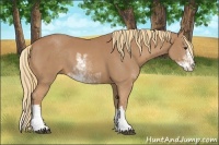 Horse Color:Chestnut Sabino