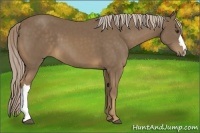 Horse Color:Chocolate Palomino 
