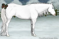 Horse Color:Cremello Dun Appaloosa 