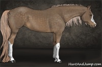 Horse Color:Chocolate Palomino