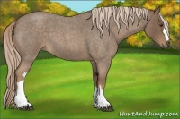 Horse Color:Chocolate Palomino Roan 
