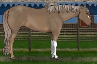 Horse Color:Chocolate Palomino 