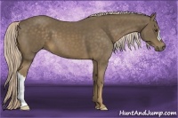 Horse Color:Chocolate Palomino 