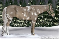 Horse Color:White Spotted Chocolate Palomino Ice 