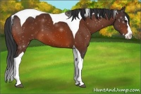 Horse Color:Bay Splash Tobiano 