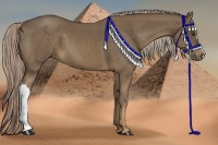 Horse Color:Chocolate Palomino
