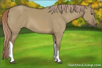 Horse Color:Chocolate Palomino Dun