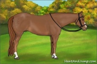 Horse Color:Chestnut Sabino