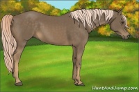 Horse Color:Chocolate Palomino 