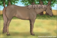 Horse Color:Chocolate Palomino 