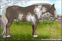 Horse Color:White Spotted Liver Chestnut Rabicano