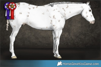 Horse Color:White Spotted Chocolate Palomino Sabino 