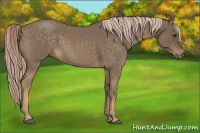 Horse Color:Chocolate Palomino Roan 