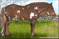 Horse Color:White Spotted Liver Chestnut 