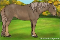 Horse Color:Chocolate Palomino 