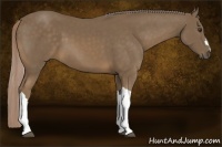 Horse Color:Chocolate Palomino 
