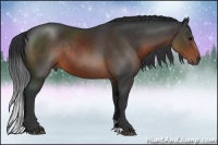 Horse Color:Brown Rabicano