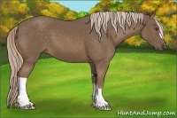 Horse Color:Chocolate Palomino 