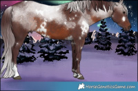 Horse Color:White Spotted Chocolate Brown Sabino