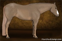 Horse Color:Chocolate Palomino 