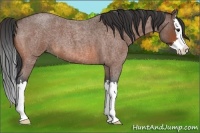 Horse Color:Bay Roan Splash 