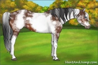 Horse Color:White Spotted Bay Splash Frame 