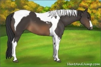 Horse Color:Buckskin Tobiano 