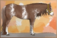 Horse Color:White Spotted Chestnut Sabino 